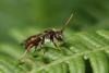 Nomada sp.